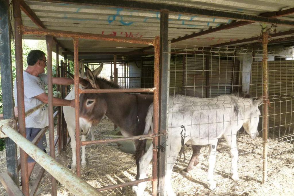 Finca Los Burros Tolatán Exteriér fotografie