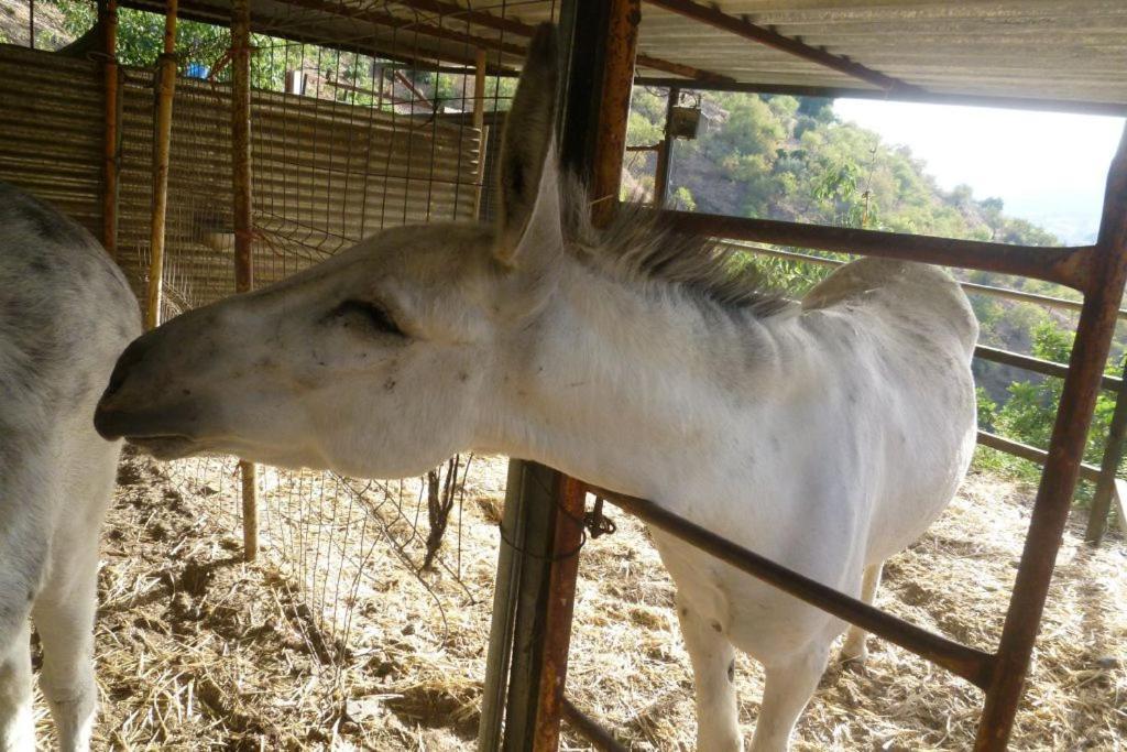 Finca Los Burros Tolatán Exteriér fotografie